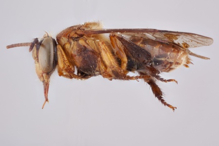 [Camargoia nordestina male (lateral/side view) thumbnail]